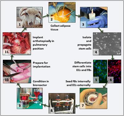 Preclinical Testing of Living Tissue-Engineered Heart Valves for Pediatric Patients, Challenges and Opportunities